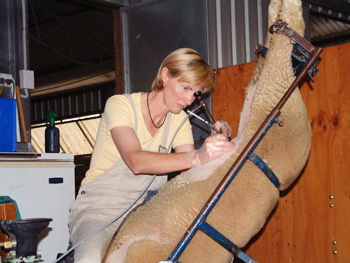 Laparoscopic Insemination of Sheep